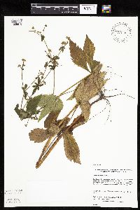 Sanicula canadensis image