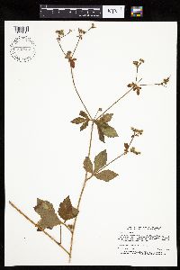 Sanicula canadensis image