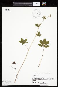 Sanicula canadensis image