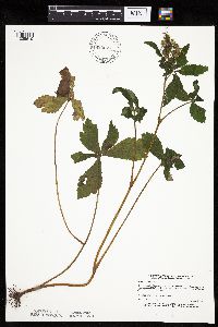Sanicula canadensis image