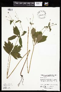 Sanicula canadensis image