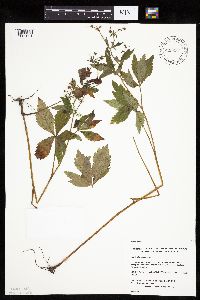 Sanicula canadensis image