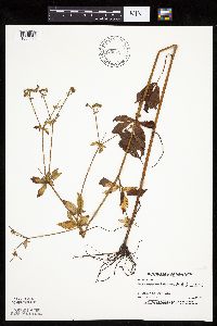 Sanicula canadensis image