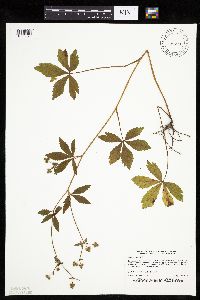 Sanicula canadensis image