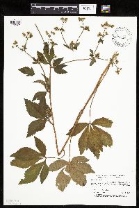 Sanicula canadensis image