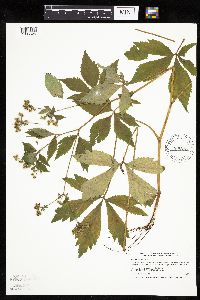 Sanicula canadensis image