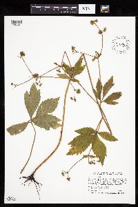 Sanicula canadensis image