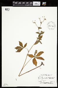 Sanicula canadensis image