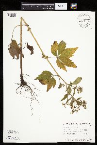 Sanicula canadensis image