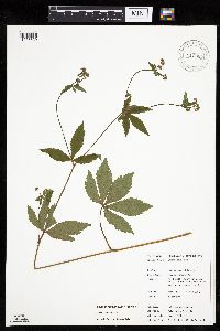 Sanicula canadensis image