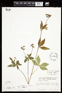 Sanicula canadensis var. canadensis image