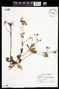 Sanicula canadensis image