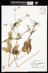 Sanicula canadensis image