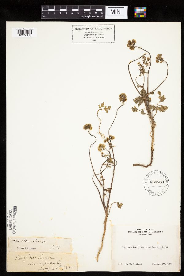 Sanicula graveolens image