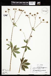 Sanicula marilandica image