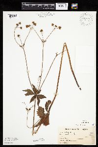 Sanicula marilandica image