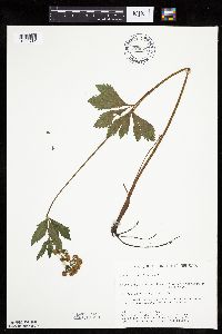 Sanicula marilandica image