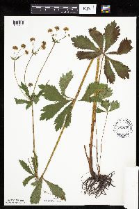 Sanicula marilandica image