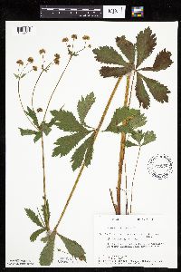 Sanicula marilandica image