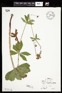 Sanicula marilandica image