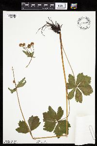 Sanicula marilandica image