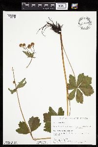 Sanicula marilandica image