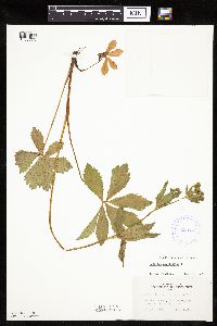 Sanicula marilandica image