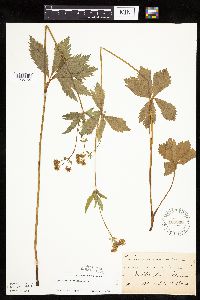 Sanicula marilandica image