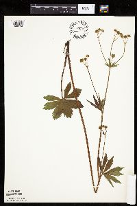 Sanicula marilandica image