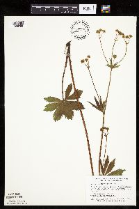 Sanicula marilandica image