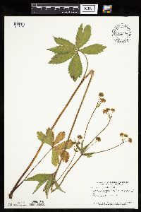 Sanicula marilandica image