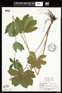Sanicula marilandica image