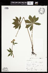 Sanicula marilandica image