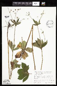 Sanicula marilandica image