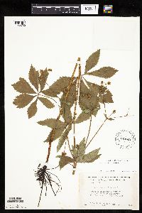 Sanicula marilandica image