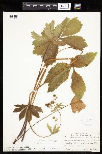 Sanicula marilandica image