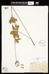 Sanicula marilandica image