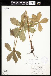 Sanicula marilandica image