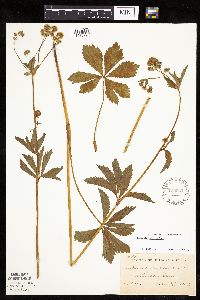 Sanicula marilandica image
