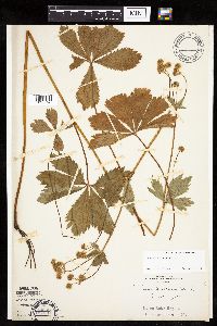 Sanicula marilandica image