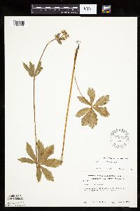 Sanicula marilandica image