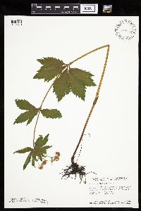 Sanicula marilandica image