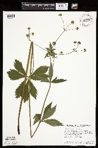Sanicula marilandica image