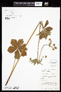 Sanicula marilandica image