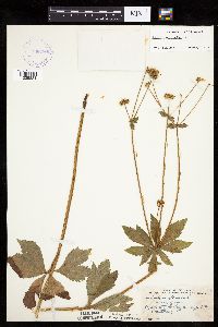 Sanicula marilandica image