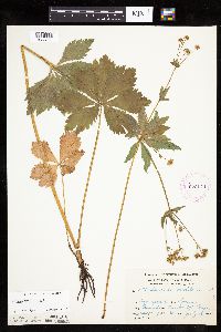 Sanicula marilandica image