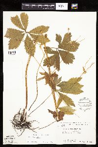 Sanicula marilandica image
