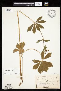 Image of Sanicula marilandica