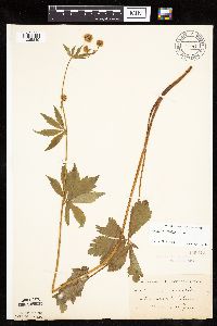 Sanicula marilandica image