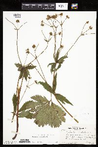 Sanicula marilandica image
